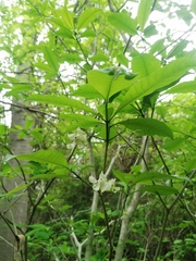 Tabernaemontana amygdalifolia