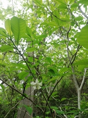 Tabernaemontana amygdalifolia