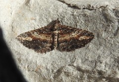 Horisme suppressaria