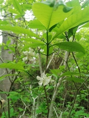 Tabernaemontana amygdalifolia