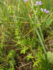 Cruciata pedemontana