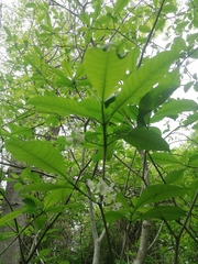 Tabernaemontana amygdalifolia