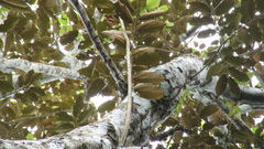 Luehea seemannii
