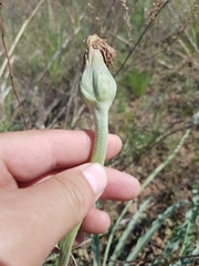 Takhtajaniantha austriaca