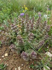 Ajuga orientalis