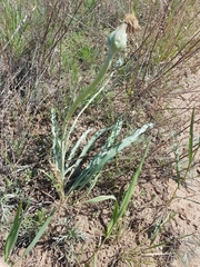 Takhtajaniantha austriaca