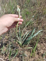Takhtajaniantha austriaca