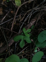 Passiflora viridiflora