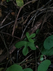 Passiflora viridiflora