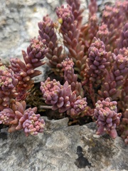 Sedum hispanicum