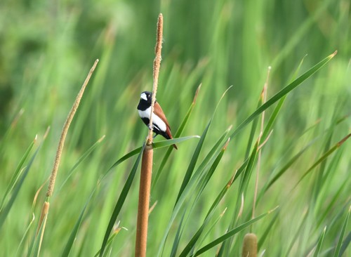 Tricolored Munia (Lonchura malacca), photo 10