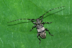 Leiopus linnei