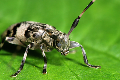 Leiopus linnei