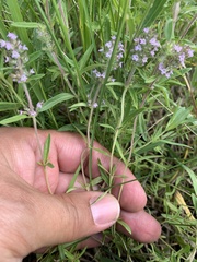 Thymus pannonicus