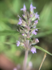 Thymus pannonicus