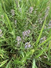 Thymus pannonicus