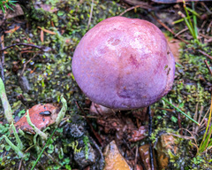 Cortinarius archeri