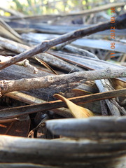 Horisme suppressaria