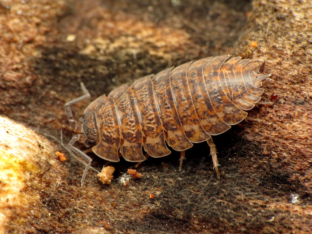 Trachelipus