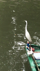 Ardea alba
