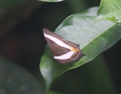 Cyrestis acilia