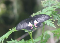 Papilio ambrax