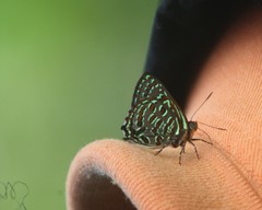 Hypochrysops pythias