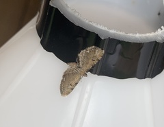 Eupithecia assimilata