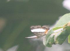 Cyrestis acilia
