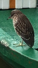 Nycticorax nycticorax