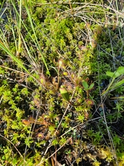 Drosera