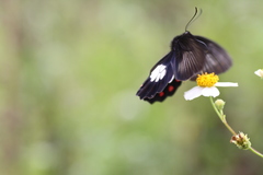 Pachliopta polydorus