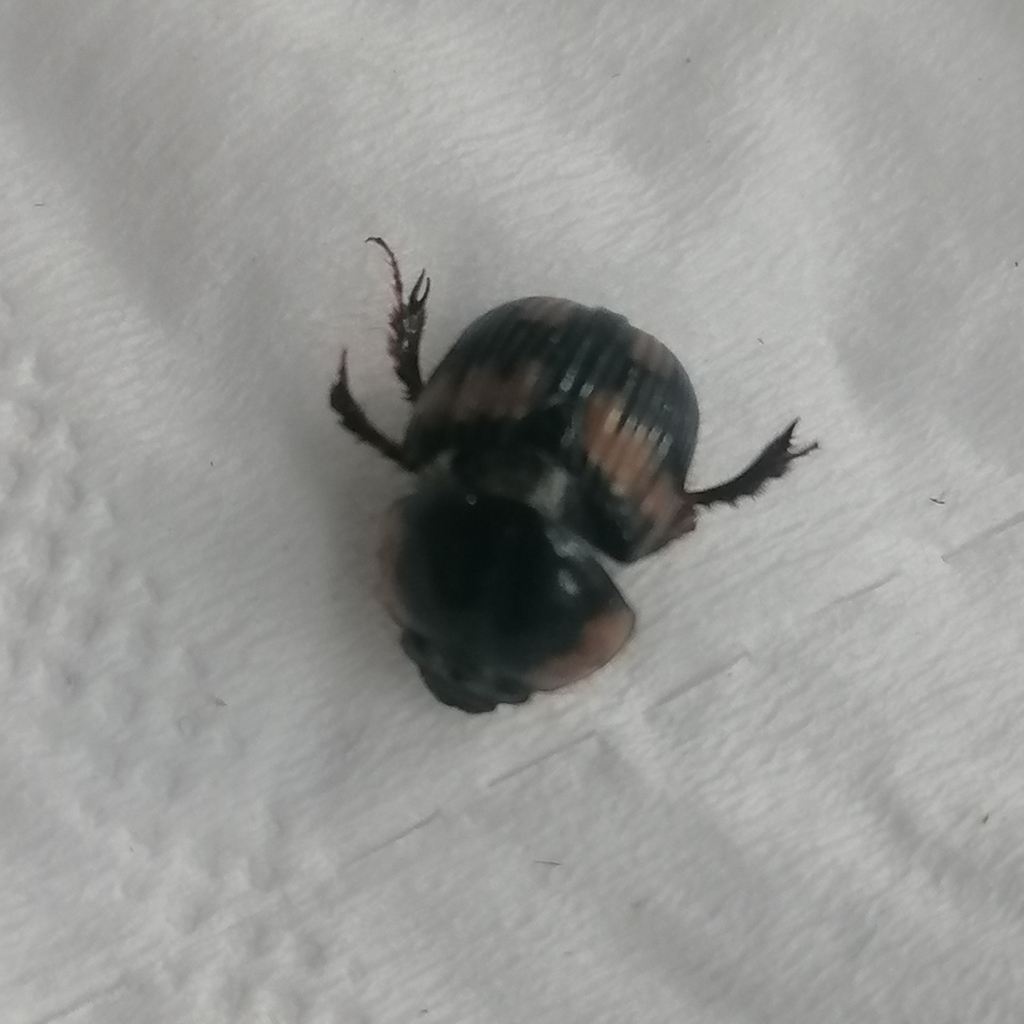 Bolbochromus plagiatus