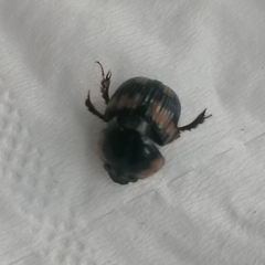 Bolbochromus plagiatus