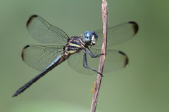 Cannaphila insularis