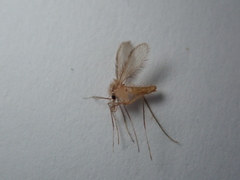 Phlebotominae