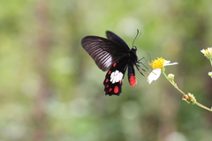 Pachliopta polydorus