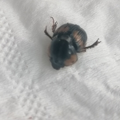 Bolbochromus plagiatus