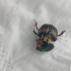 Bolbochromus plagiatus