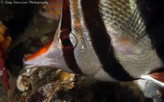 Chelmonops truncatus