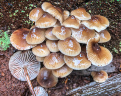 Mycena clarkeana