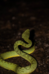 Craspedocephalus gramineus