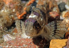 Centropogon australis