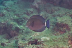 Acanthurus blochii