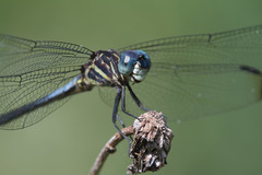 Cannaphila insularis