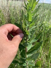 Hieracium robustum