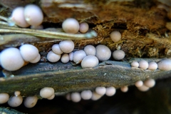 Lycogala epidendrum
