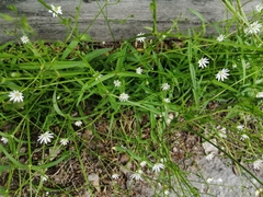 Stellaria graminea