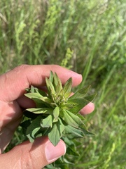 Hieracium robustum