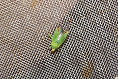 Orthotylus flavinervis